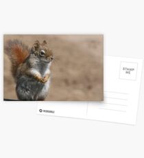 Proud squirrel Postcards