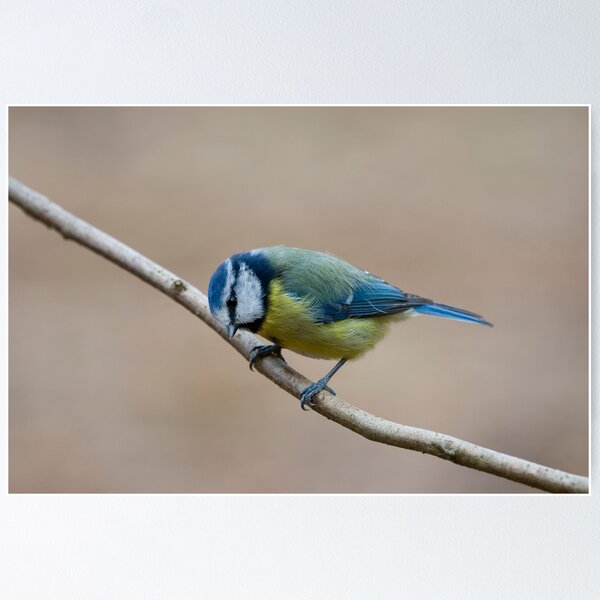 Item preview, Blue Tit designed and sold by Keith Dunning.