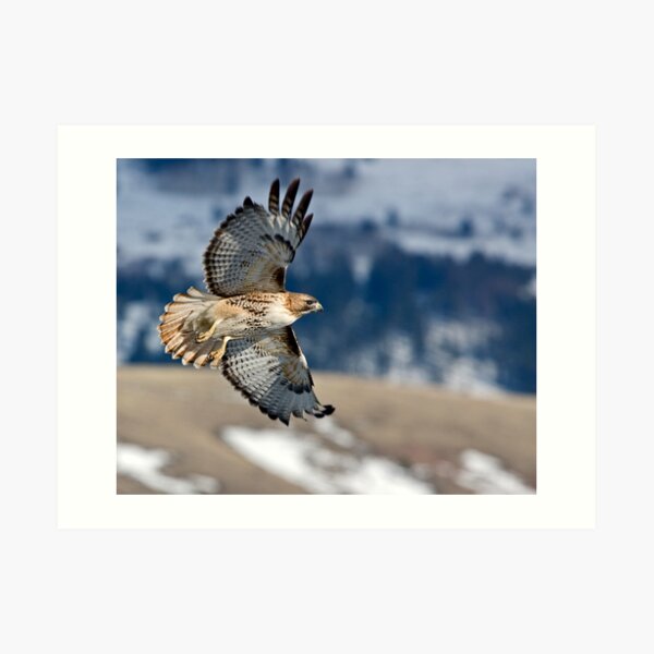 Red-Tailed Hawk Banking Away Art Print