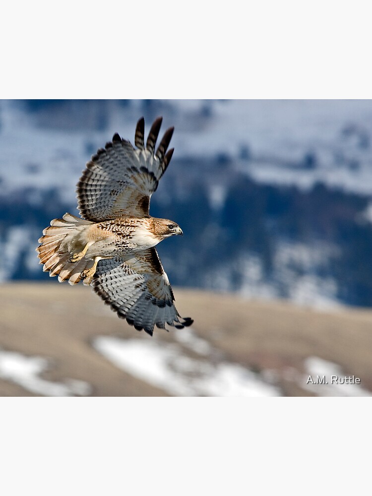 Red-Tailed Hawk Banking Away by annruttle