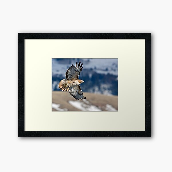 Red-Tailed Hawk Banking Away Framed Art Print