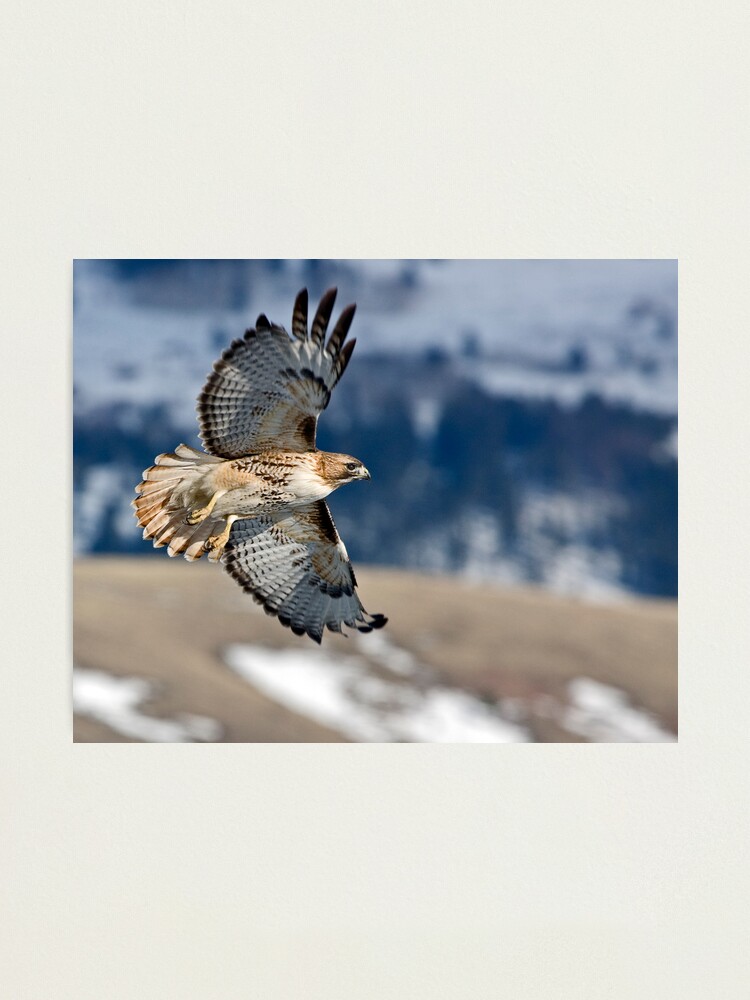 Alternate view of Red-Tailed Hawk Banking Away Photographic Print