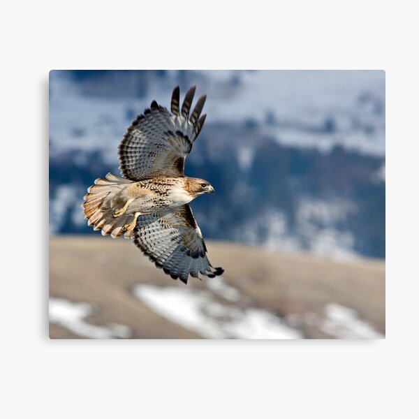 Wyoming ... der Frühling muss entspringen! Dies ist ein ziemlich häufiger Falke im Tal von Jackson Hole Metallbild