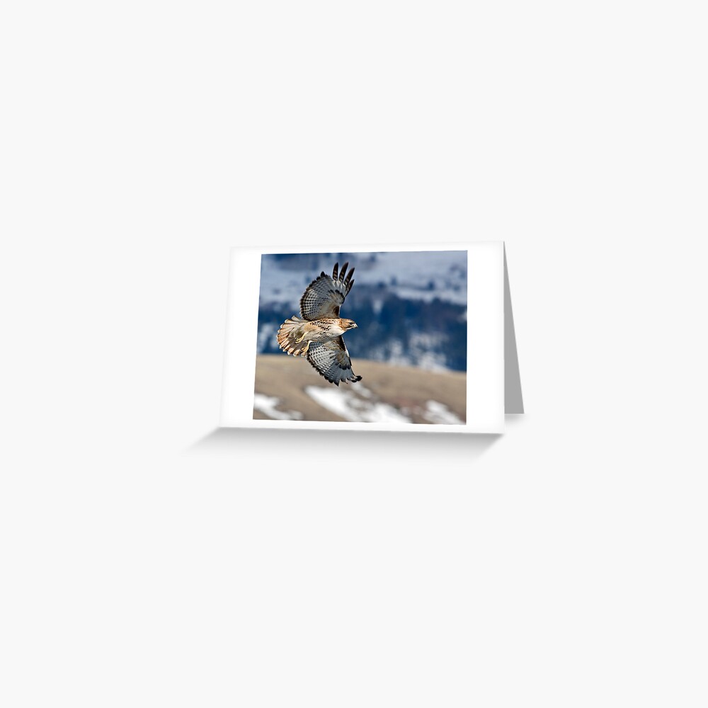 Red-Tailed Hawk Banking Away Greeting Card