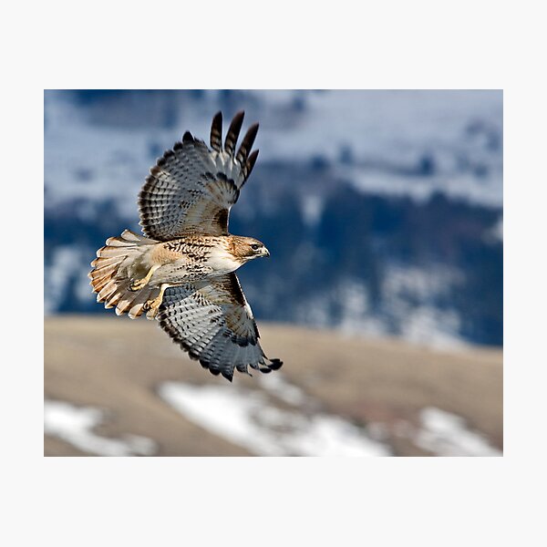 Red-Tailed Hawk Banking Away Photographic Print
