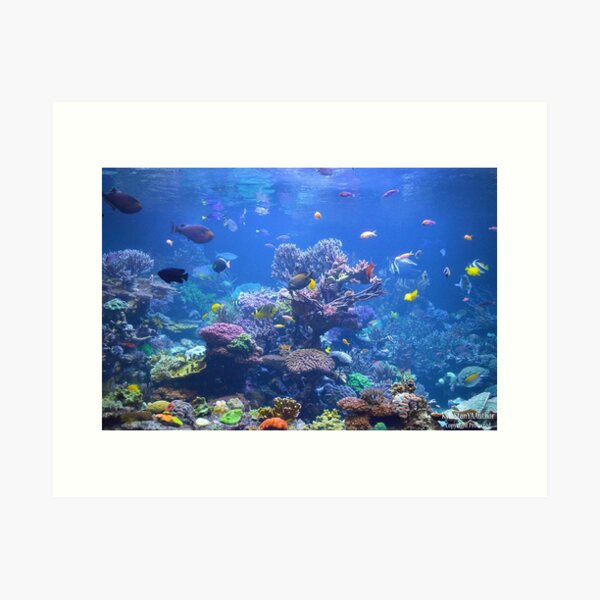 Item preview, Coral Reef designed and sold by Nature's Reflections.