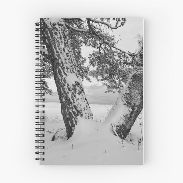 Item preview, Grown together. Parkkuu winter 2023  bw designed and sold by Jouko Lehto Photography.