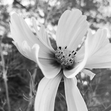 Artwork thumbnail, Flower by katherine Elizabeth Redington