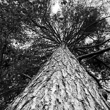 Artwork thumbnail, Tree by katherine Elizabeth Redington