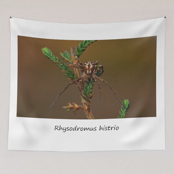 Item preview, Rhysodromus histrio - Spider designed and sold by SteveEvansArt.