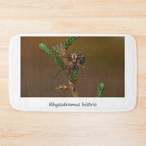 Item preview, Rhysodromus histrio - Spider designed and sold by SteveEvansArt.