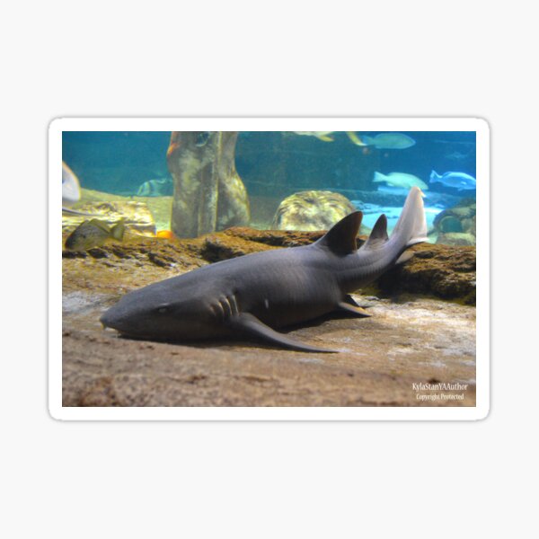Nurse Shark Sticker