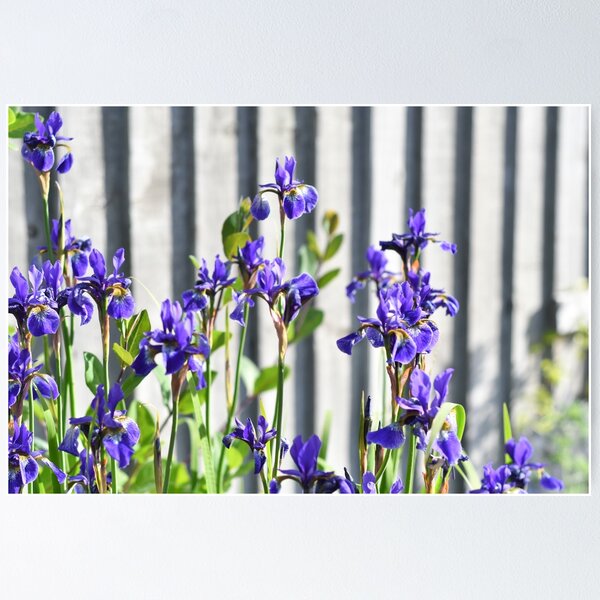 Item preview, Purple Irises designed and sold by Rut Stern.