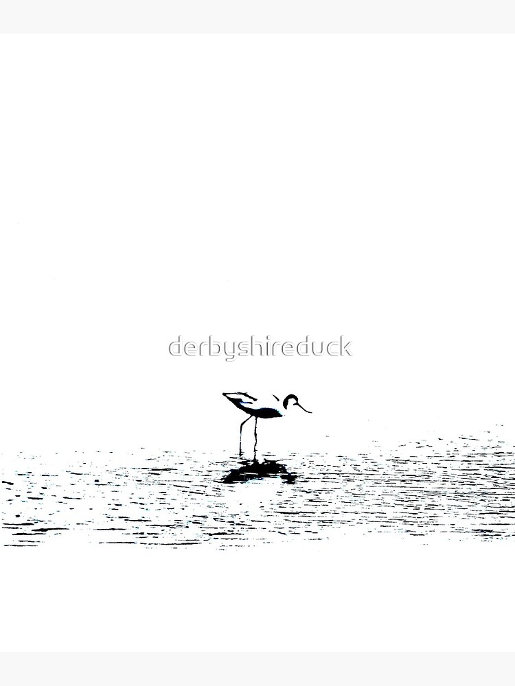 Stylized Avocet - Waterbird collection by derbyshireduck