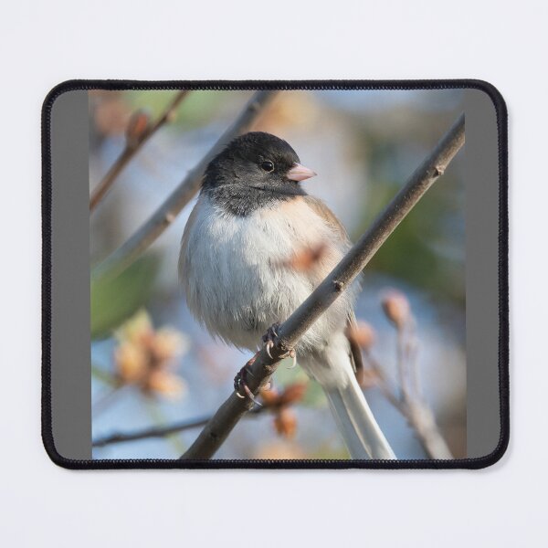 Item preview, Dark Eyed Junco designed and sold by wildlifist.