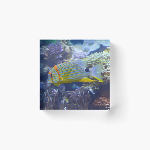 Item preview, Reef Fish designed and sold by Nature's Reflections.