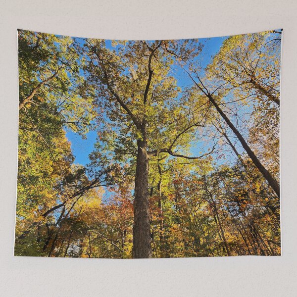 Item preview, Aurum's Glory Nature Photographic Print  designed and sold by TwistedP-Photos.
