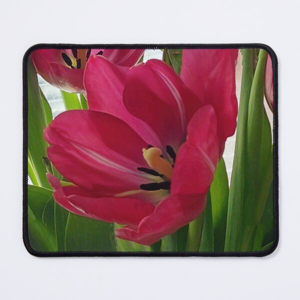 Item preview, Tulips Unfolding designed and sold by bertsworks300.
