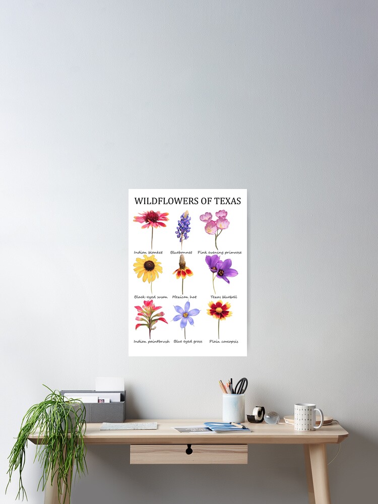 wildflowers of texas Poster