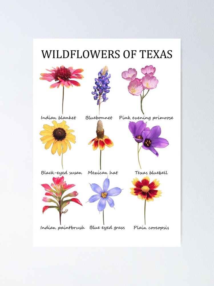 wildflowers of texas Poster