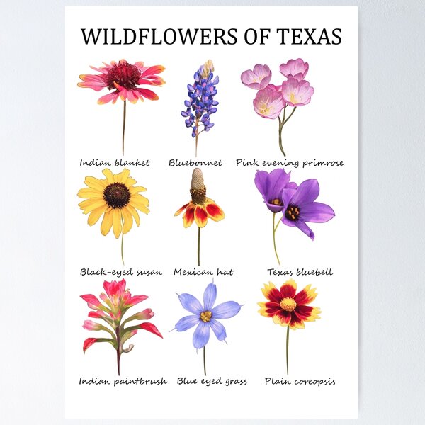 wildflowers of texas Poster