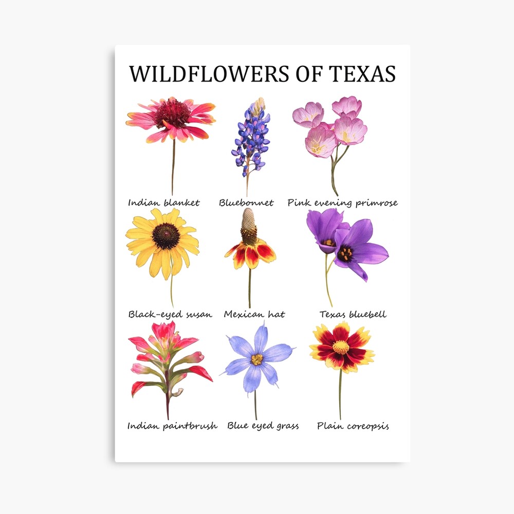 wildflowers of texas Poster