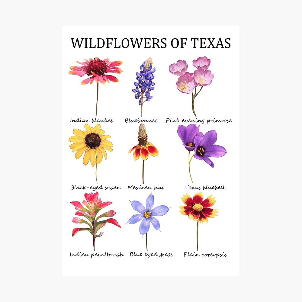 wildflowers of texas Poster