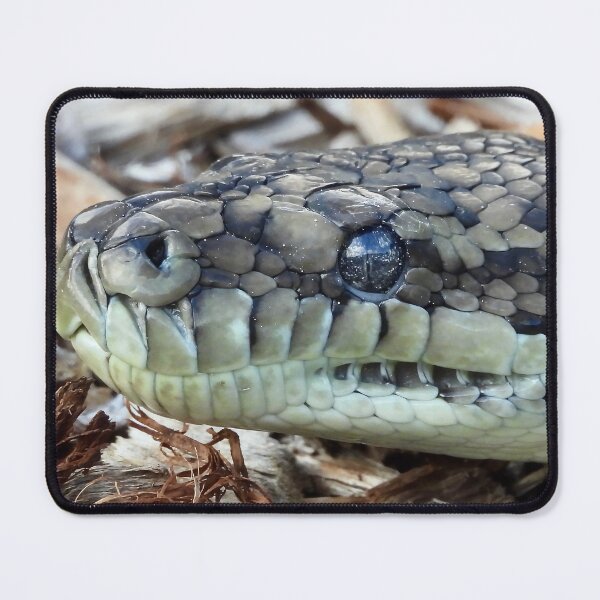 Item preview,  Coastal carpet python snake close up designed and sold by Mark Grimsley.