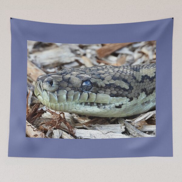 Item preview,  Coastal carpet python snake close up designed and sold by Mark Grimsley.