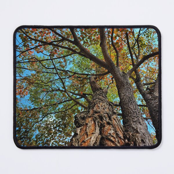 Item preview, Beautiful Old Tree In The Fall designed and sold by TwistedP-Photos.