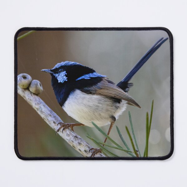 Item preview, Superb day for the fairy wren - bird designed and sold by Tara Smithson.