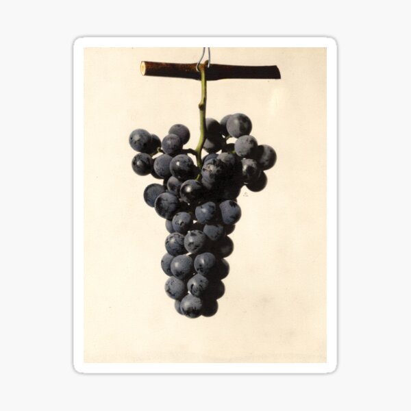Vintage Concord Grapes Illustration Sticker