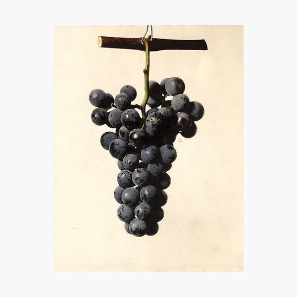 Item preview, Vintage Concord Grapes Illustration  designed and sold by BravuraMedia.