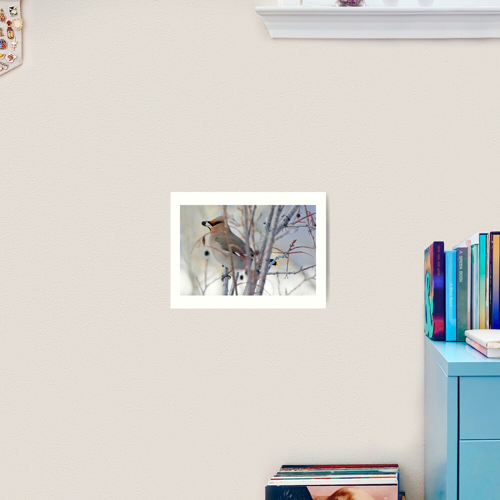 Waxwing and Late Season Berries Art Print
