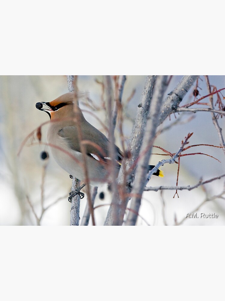 Waxwing and Late Season Berries by annruttle