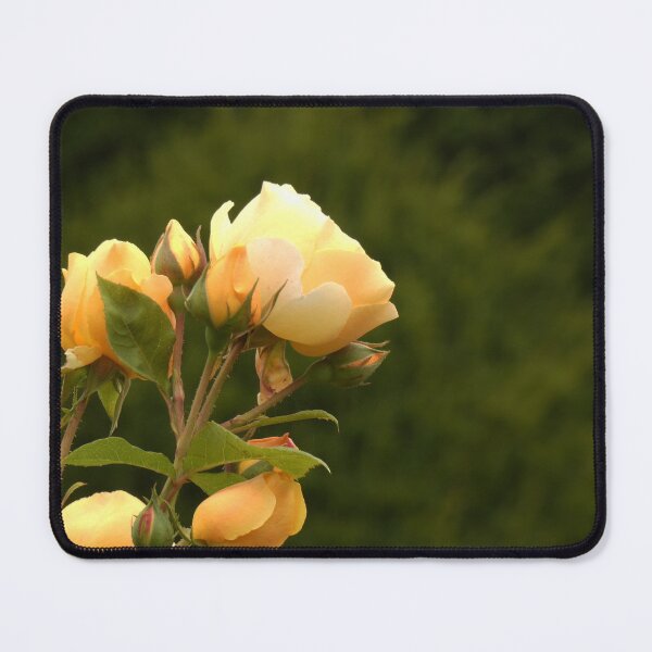 Item preview, Golden Rose designed and sold by C Rose.