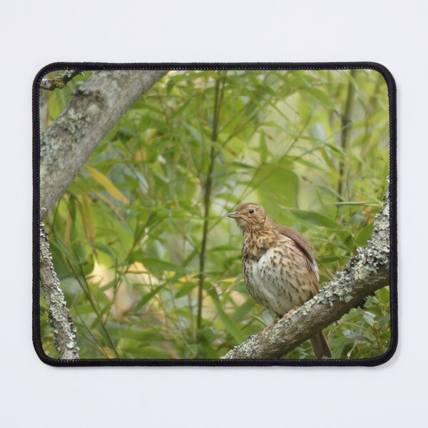 Item preview, Thrush in the trees designed and sold by C Rose.