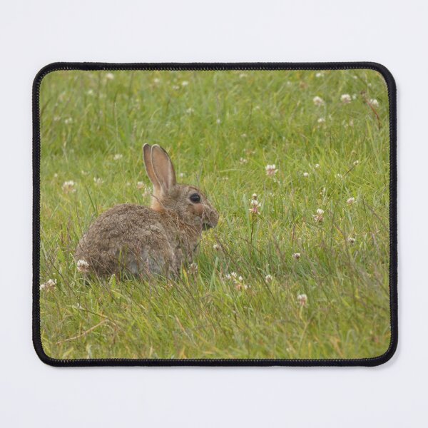 Item preview, Shy Rabbit designed and sold by C Rose.