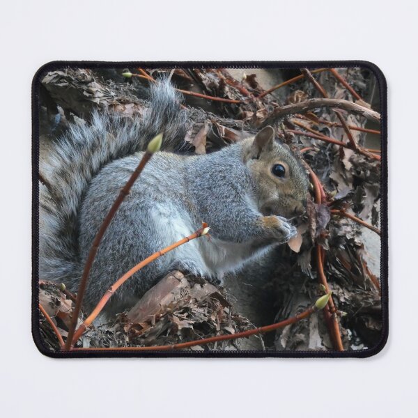 Item preview, Cheeky Squirrel designed and sold by C Rose.
