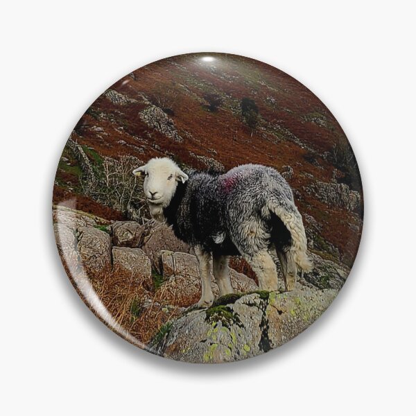 Item preview, A Herdwick Sheep in the English Lake District designed and sold by beavo.