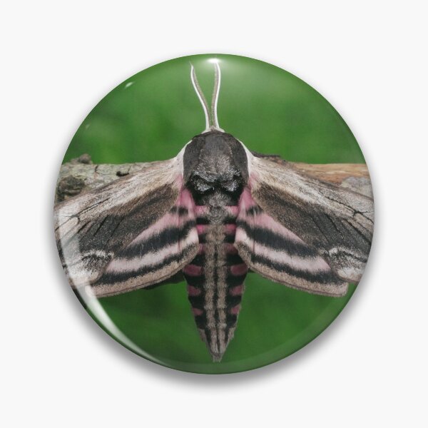 Item preview, Privet Hawk-moth designed and sold by SteveEvansArt.