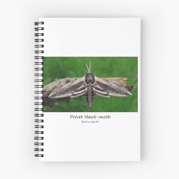 Item preview, Privet Hawk-moth designed and sold by SteveEvansArt.