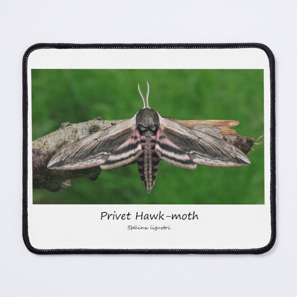 Item preview, Privet Hawk-moth designed and sold by SteveEvansArt.