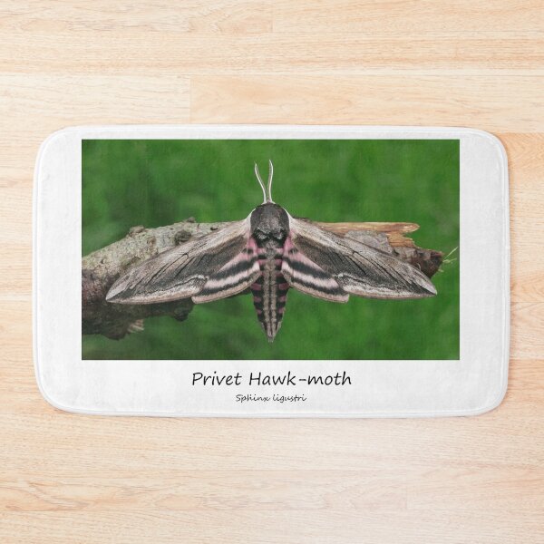 Item preview, Privet Hawk-moth designed and sold by SteveEvansArt.