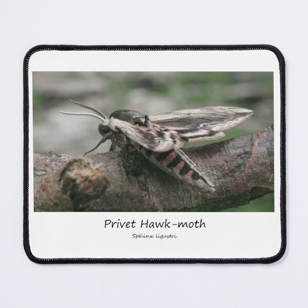 Item preview, Privet Hawk-moth designed and sold by SteveEvansArt.