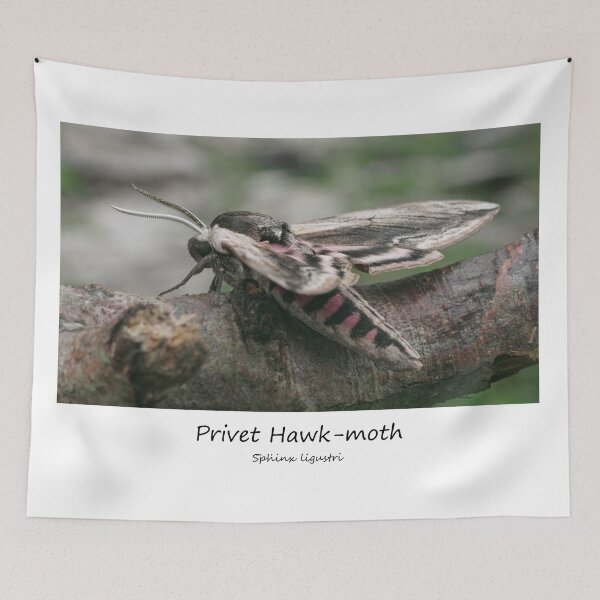 Item preview, Privet Hawk-moth designed and sold by SteveEvansArt.
