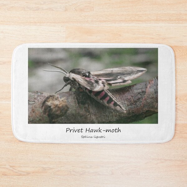 Item preview, Privet Hawk-moth designed and sold by SteveEvansArt.