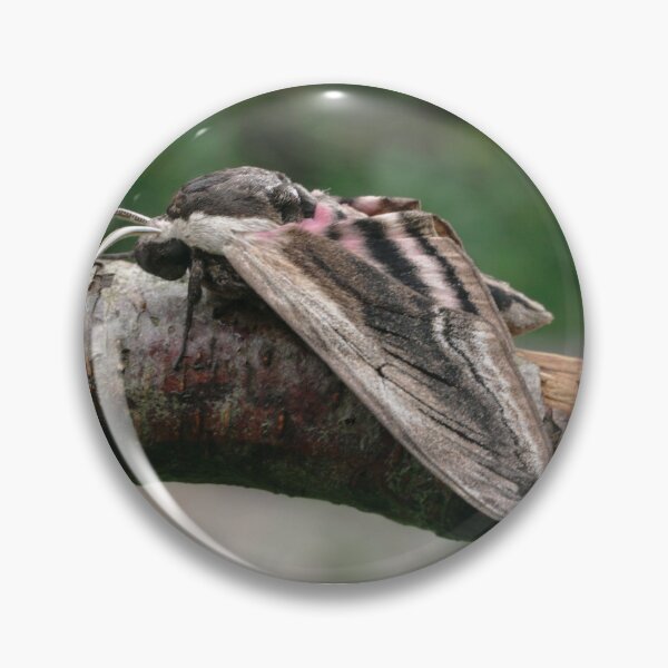 Item preview, Privet Hawk-moth designed and sold by SteveEvansArt.