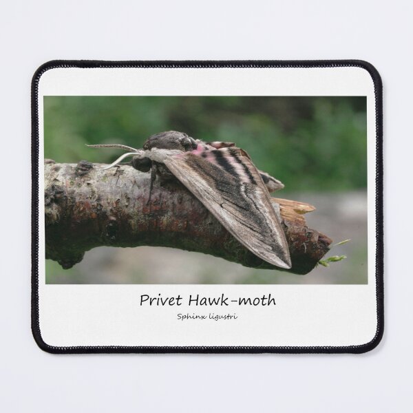 Item preview, Privet Hawk-moth designed and sold by SteveEvansArt.