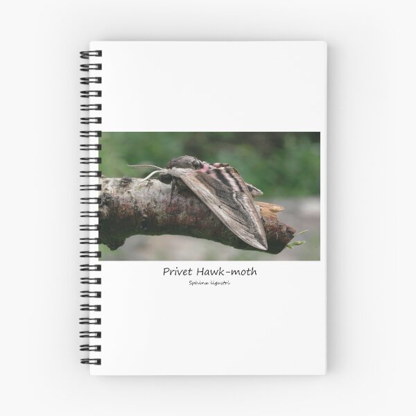 Item preview, Privet Hawk-moth designed and sold by SteveEvansArt.